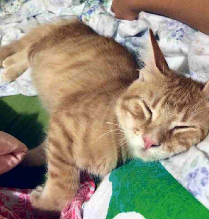 Cuddly orange tabby cat for adoption in austin texas