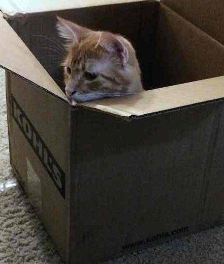 Orange tabby cat called fang is enjoying his box