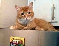 Fang Is An Adorable Orange Tabby Cat To Adopt In Austin Texas