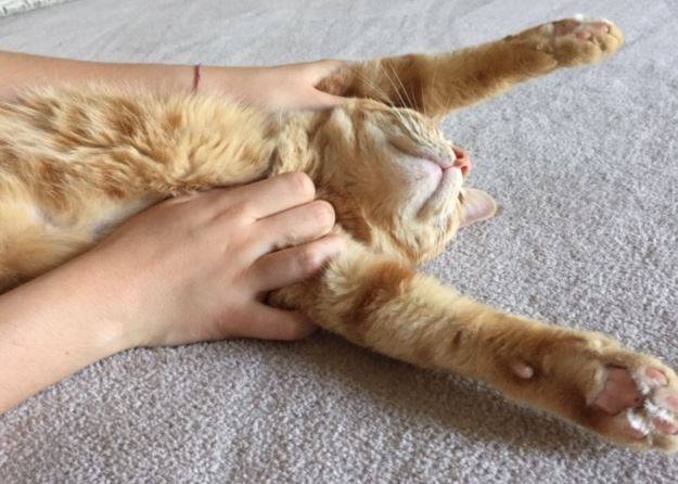 Farina - orange tabby cat adoption fort worth texas 1