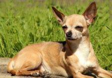 Fawn Chihuahua Dog