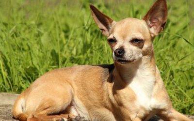 Senior chihuahua for adoption in huntley il – all supplies included – adopt chico