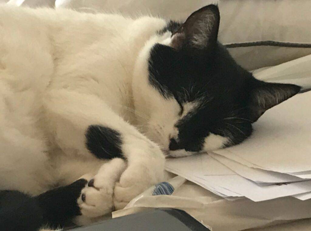 Felicity black and white cat adopt winchester ca