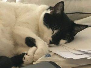 Stunning black and white cat for adoption in winchester ca – supplies included – adopt felicity