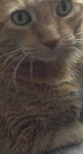 Felicity - orange tabby cat for adoption in phoenix az 2