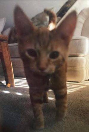 Felicity - orange tabby cat for adoption in phoenix az 2