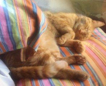 Sweet Red Tabby Cat For Adoption Phoenix AZ