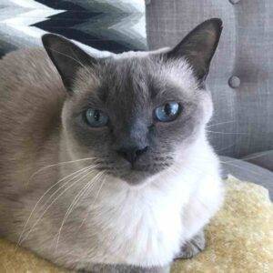 Adopted blue point himalayan cat in new york city – meet tofu