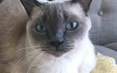 ADOPTED Blue Point Himalayan Cat in New York City – Meet Tofu