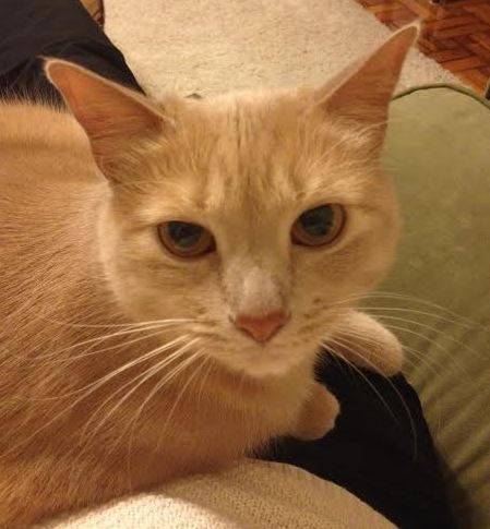 Adorable aki – sweet little ginger cat seeks loving home – supplies included – metairie la