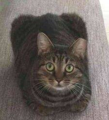 Female Grey Tabby Cat Adoption Orlando Florida 4