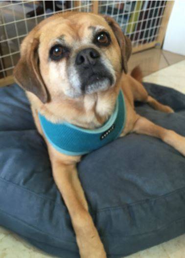 Cute Puggle For Adoption in NYC 2