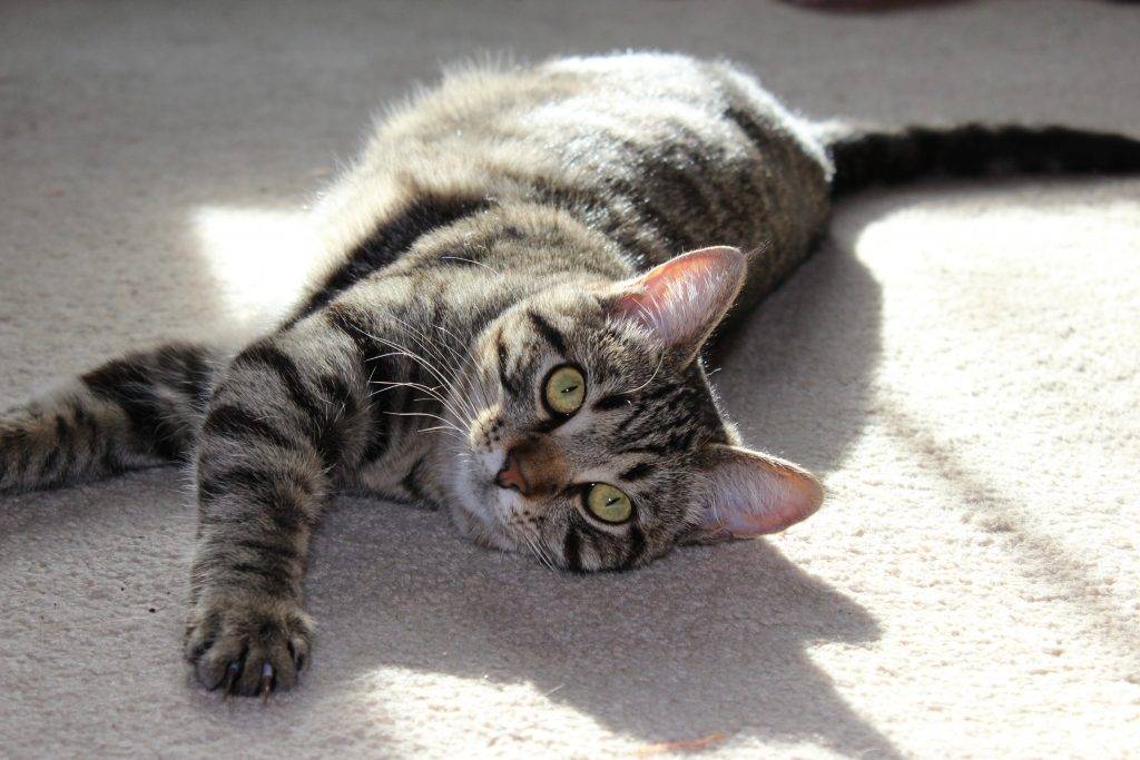 Female Tabby Cat For Adoption in Denver