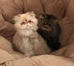 Adopted – san diego ca bonded persian cat siblings