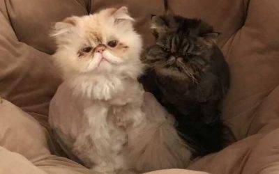 Adopted – san diego ca bonded persian cat siblings