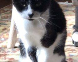 Figaro - tuxedo cat for adoption in denver 2