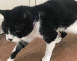 Figaro - tuxedo cat for adoption in denver 2