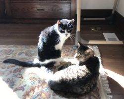 Figaro - tuxedo cat for adoption in denver 2