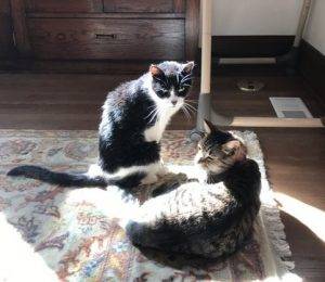 Figaro - tuxedo cat for adoption in denver 2