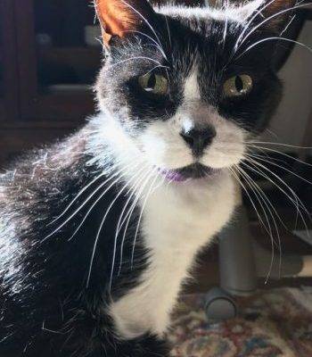 Figaro - Tuxedo Cat For Adoption in Denver 2
