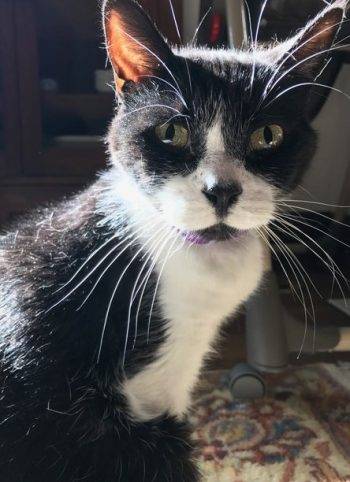 Staying with owner – figaro – small cuddly tuxedo cat   denver co