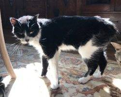 Figaro - tuxedo cat for adoption in denver 2