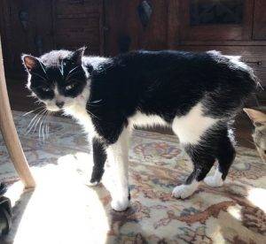 Figaro - tuxedo cat for adoption in denver 2