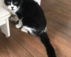 Figaro - tuxedo cat for adoption in denver 2