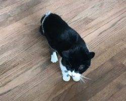 Figaro - tuxedo cat for adoption in denver 2