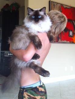Finn ragdoll cat for adoption in phoenix az