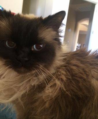 REHOMED - Finn the Ragdoll Cat Found a Loving New Home in ...