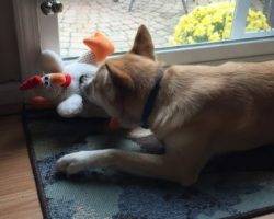 Finn - siberian husky corgi shiba inu mix dog for adoption detroit michigan