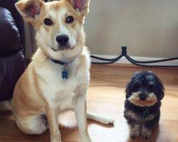 Finn - siberian husky corgi shiba inu mix dog for adoption detroit michigan