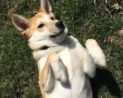 Finn - siberian husky corgi shiba inu mix dog for adoption detroit michigan