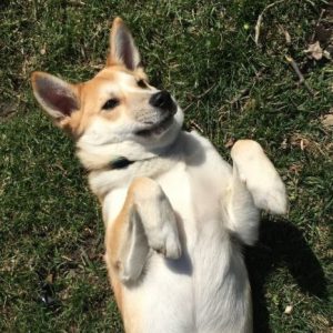 Shiba Inu Corgi Siberian Husky Mix Dog For Adoption In
