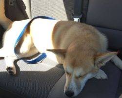 Finn - siberian husky corgi shiba inu mix dog for adoption detroit michigan