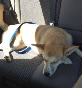 Finn - siberian husky corgi shiba inu mix dog for adoption detroit michigan