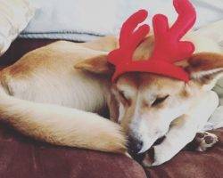 Finn - siberian husky corgi shiba inu mix dog for adoption detroit michigan