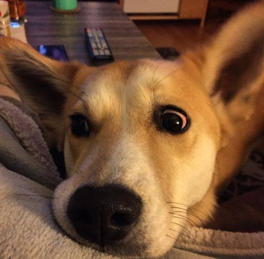 Finn - Siberian Husky Corgi Shiba Inu Mix Dog For Adoption Detroit Michigan