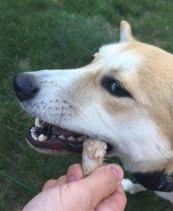 Finn - siberian husky corgi shiba inu mix dog for adoption detroit michigan 3