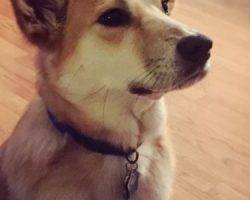 Finn - siberian husky corgi shiba inu mix dog for adoption detroit michigan