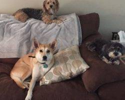 Finn - siberian husky corgi shiba inu mix dog for adoption detroit michigan