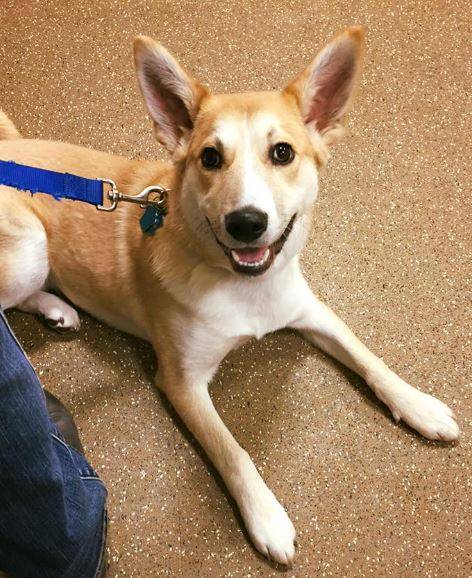 Shiba Inu Husky Mix White