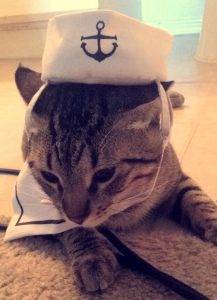 Finn - tabby cat for adoption in houston texas 2