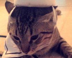 Finn - Tabby Cat For Adoption In Houston Texas 2