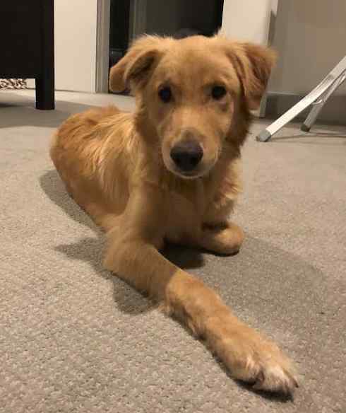 Finnley golden retriever puppy for private adoption in dallas tx 9