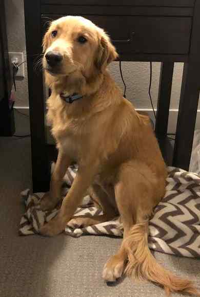 Finnley golden retriever puppy for private adoption in dallas tx 9