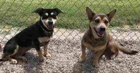 Fiona and Theo - Welsh Corgi Mix Dogs For Adoption in Dallas Texas
