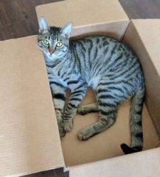 Fish - Male Grey Tsbby Cat For Adoption San Antonio
