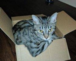 Fish - male grey tsbby cat for adoption san antonio